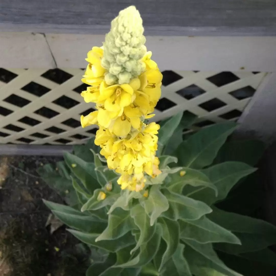 Mullein Flower